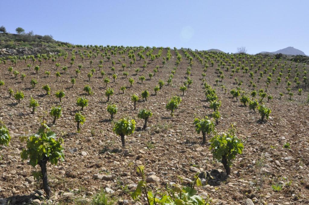 Cortijo Pilongo Daire Monachil Dış mekan fotoğraf